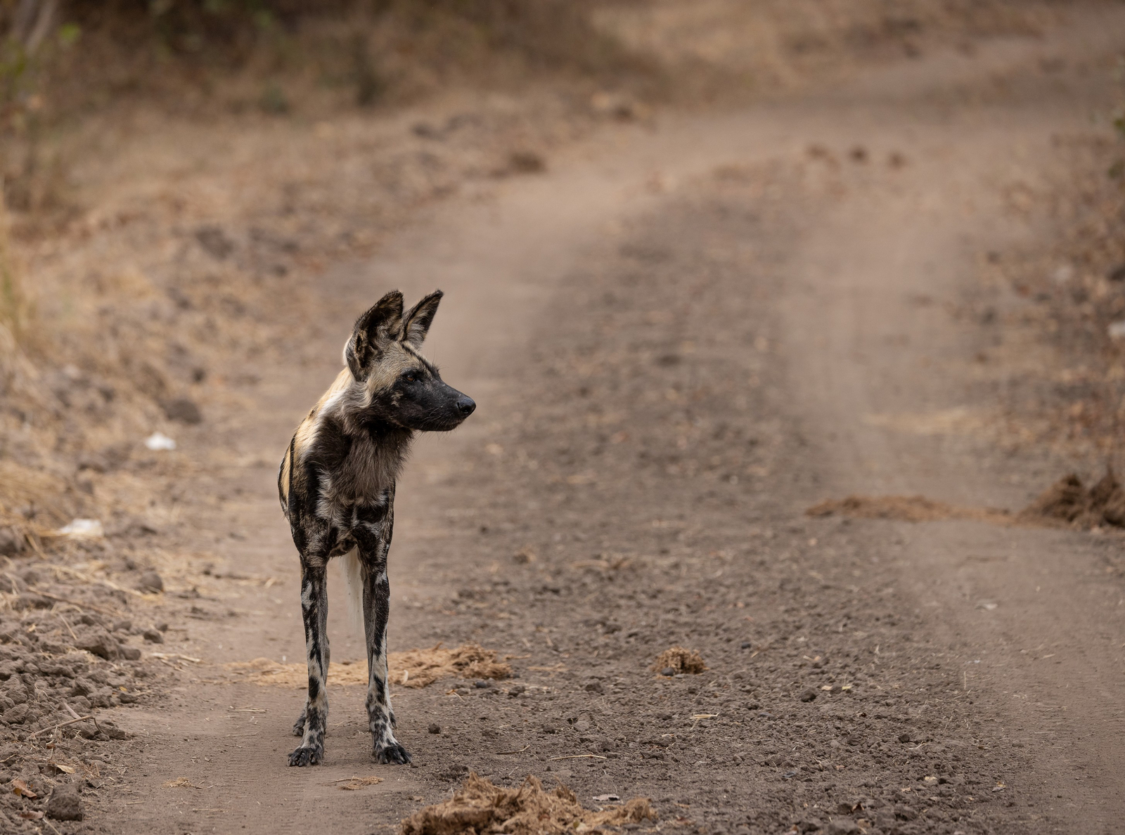 Sungani Lodge Sungani Lodge: Wildhund