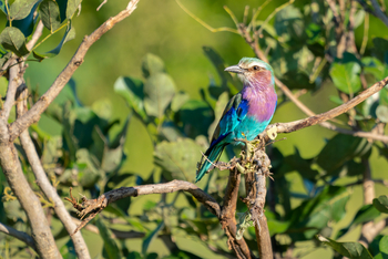 Time + Tide South Luangwa Time + Tide South Luangwa: Lilac Breasted Roller