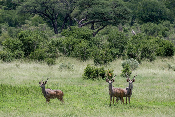 Verney's Camp: Junge Kuduböcke