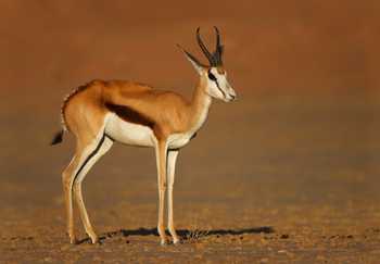 andBeyond Sossusvlei Desert Lodge: Springbock