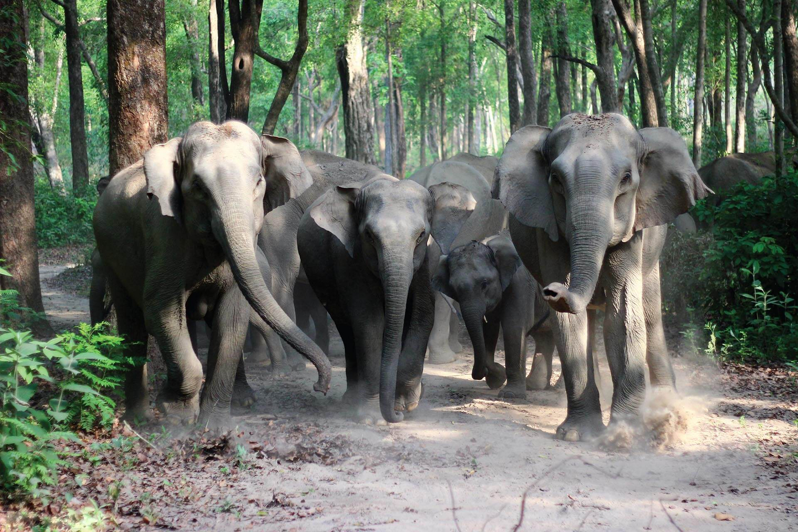 Jim's Jungle Retreat Jim's Jungle Retreat: Elefantenfamilie