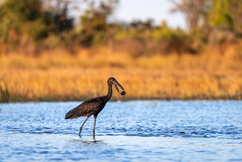 Abu Camp Abu Camp: Klaffschnabelstorch