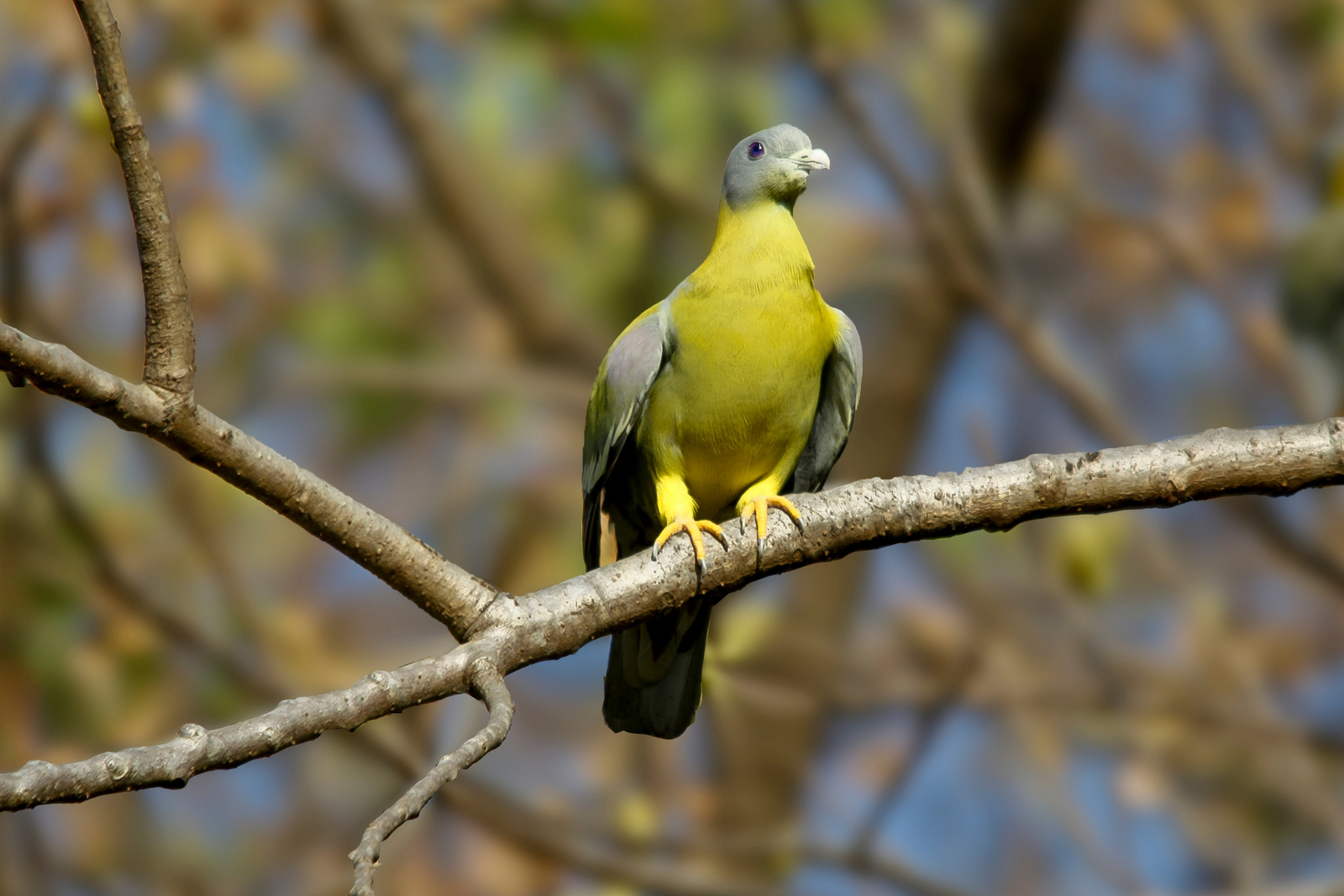 Asiatic Lion Lodge Asiatic Lion Lodge: Ashy-headed Green Pigeon
