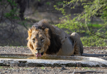Asiatic Lion Lodge Asiatic Lion Lodge: Löwe am Wasserloch