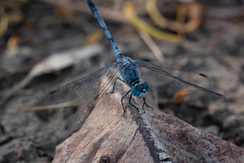 Bamboo Forest Safari Lodge: Blue Velvet Dragonfly