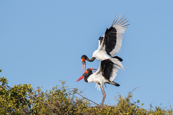 Belmond Eagle Island Lodge: Nestbau