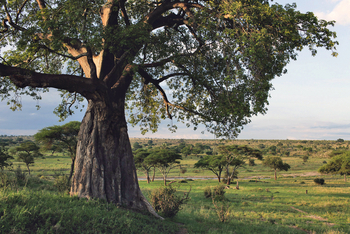 Chem Chem Lodge: Tarangire National Park