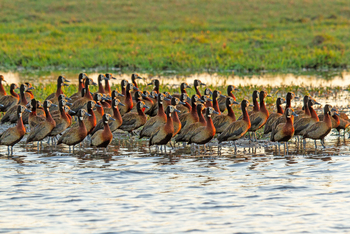 Chobe Savanna Lodge: White-faced Whistling Ducks