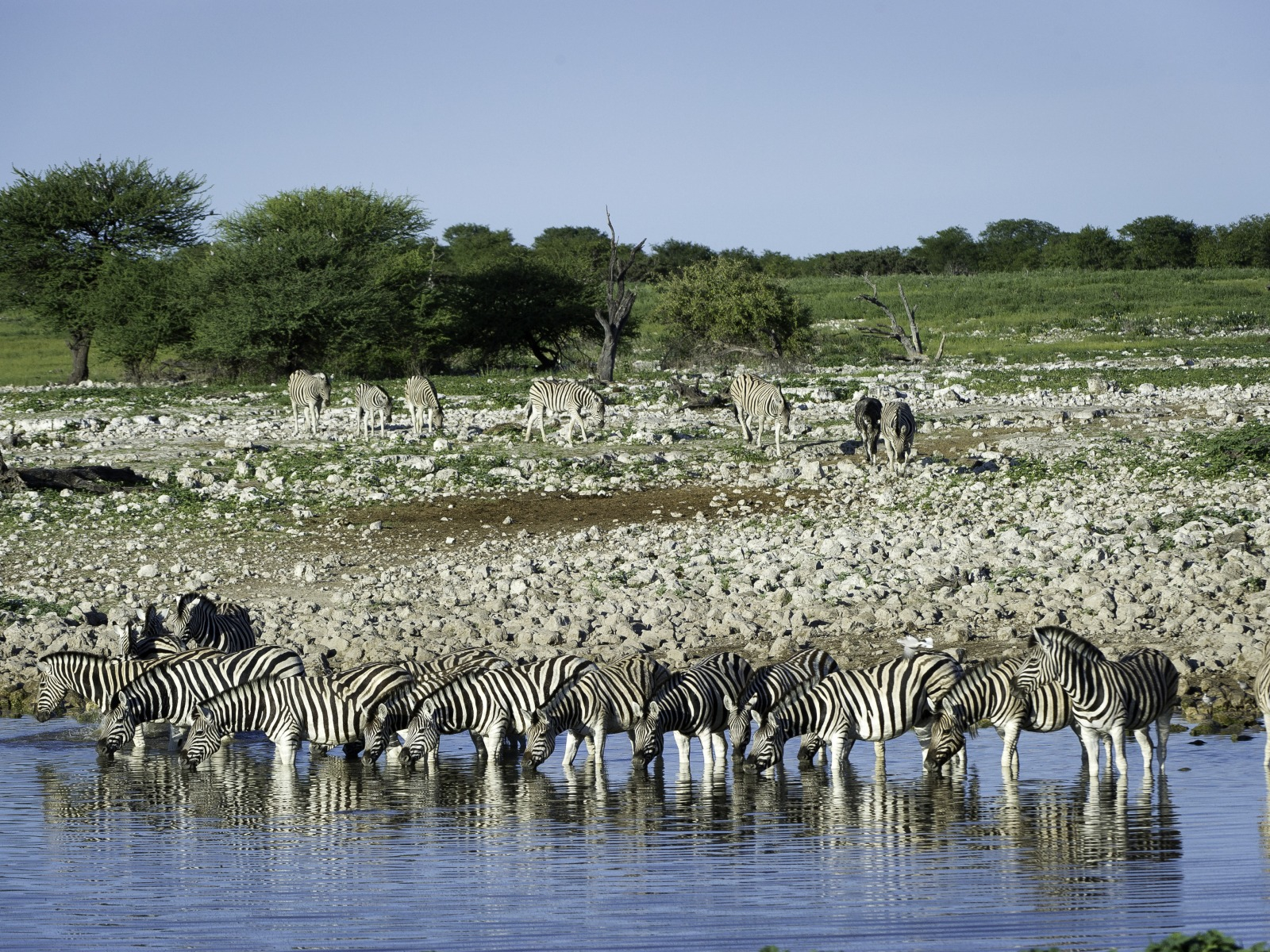 Etosha National Park Etosha National Park: Zebras im Wasser