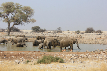Etosha Oberland Lodge Etosha Oberland Lodge: Wasserloch