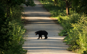 Kaav Safari Lodge: Lippenbär