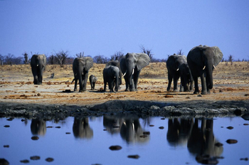 Kavinga Safari Camp: Elefanten am Wasserloch