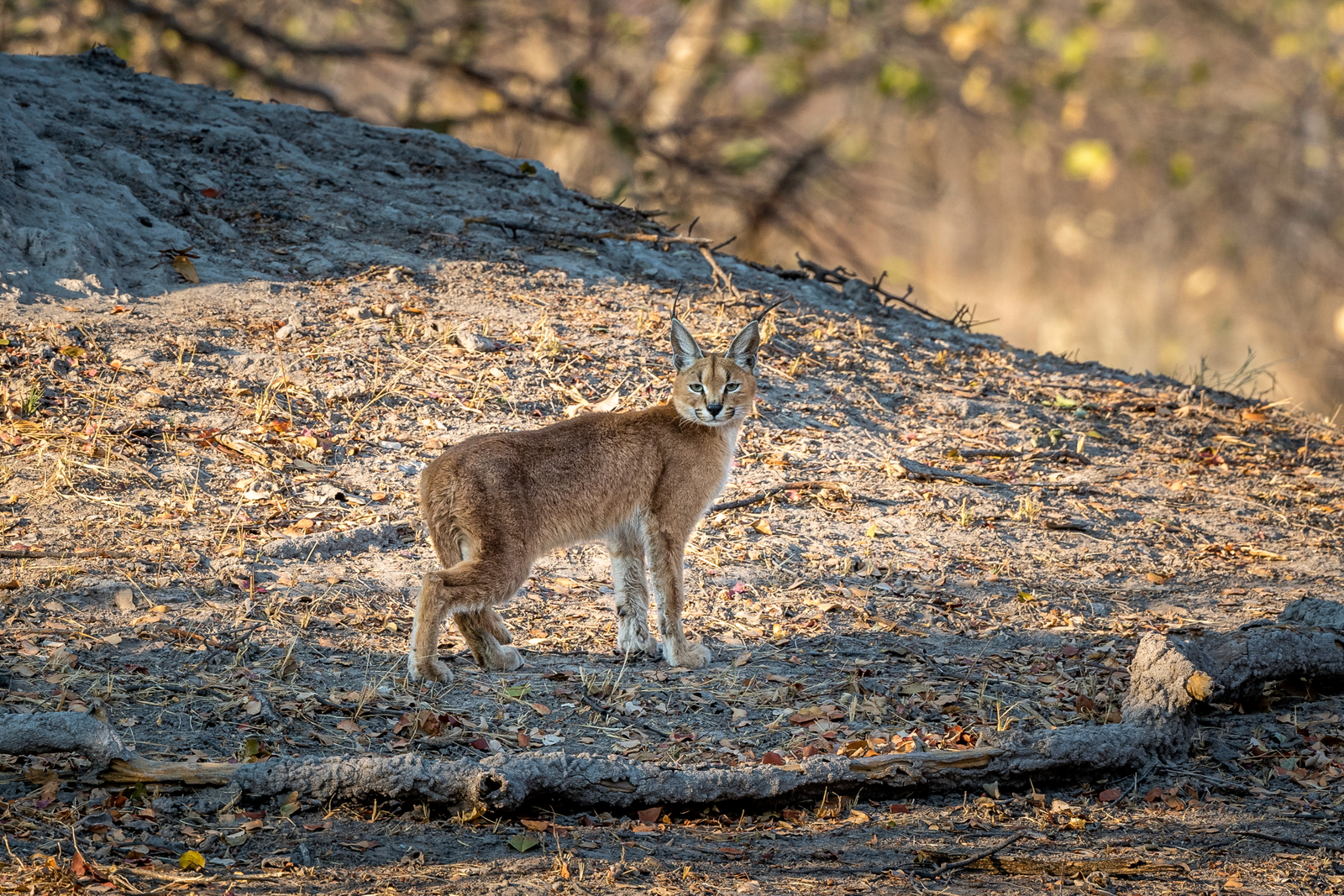 King's Pool Camp King's Pool Camp: Karakal