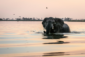 King's Pool Camp King's Pool Camp: Schwimmender Elefant