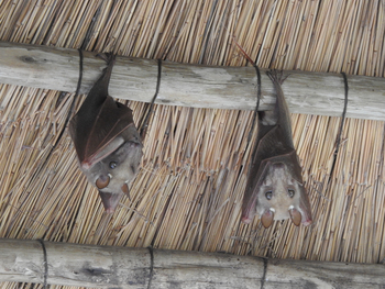 Lebala Camp Lebala Camp: Flughunde