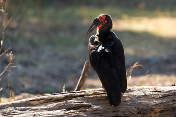 Luangwa River Camp: .