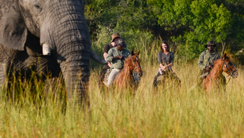 Macatoo Camp: Elefant