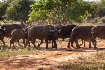 Madikwe Hills Private Game Lodge: Büffelherde im goldenen Nachmittagssonnenlicht