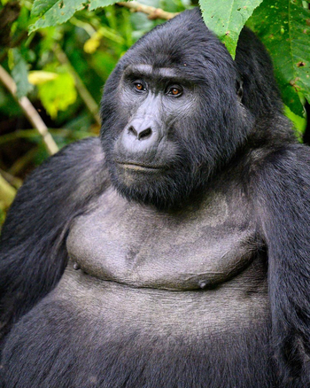 Mahogany Springs Safari Lodge: Portrait