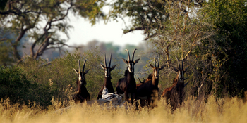 Mapula Lodge: Alarmierte Rappenantilopen