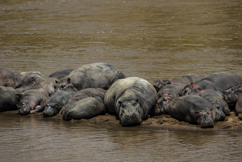 Mara Plains Camp: Dösende Hippos