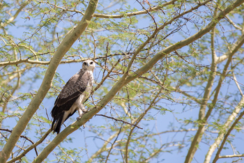 Mvuu Lodge: Martial Eagle