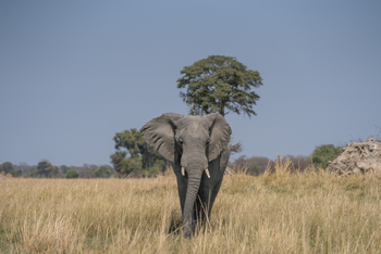 Nanzhila Lake Camp Nanzhila Lake Camp: Elefant