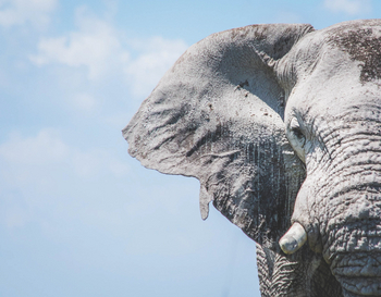 Nxai Pan Camp: Elefantenportrait