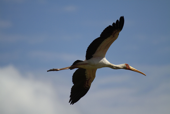 Nyamatusi Camp Nyamatusi Camp: Nimmersatt-Storch