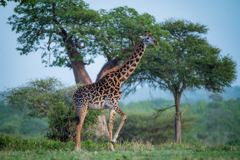 Olkeri Camp: Giraffe