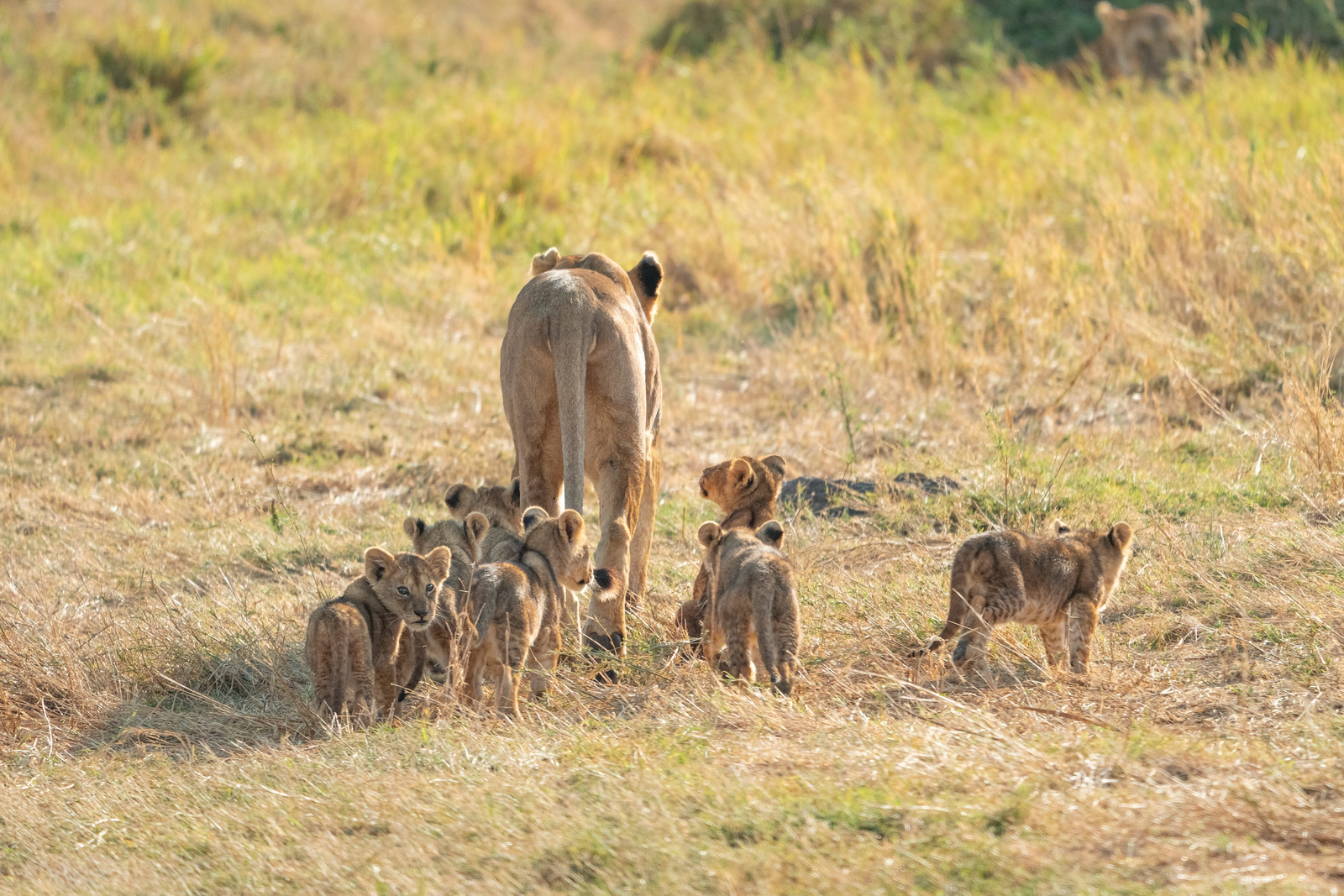 Olmara Camp Olmara Camp: Sieben Geschwister