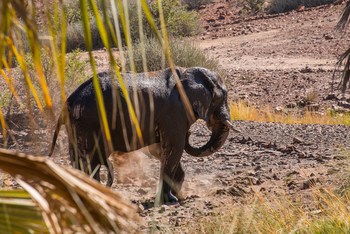 Palmwag Lodge Palmwag Lodge: Elefant in der Conservancy