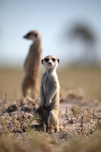 Planet Baobab: Aktivitäten
