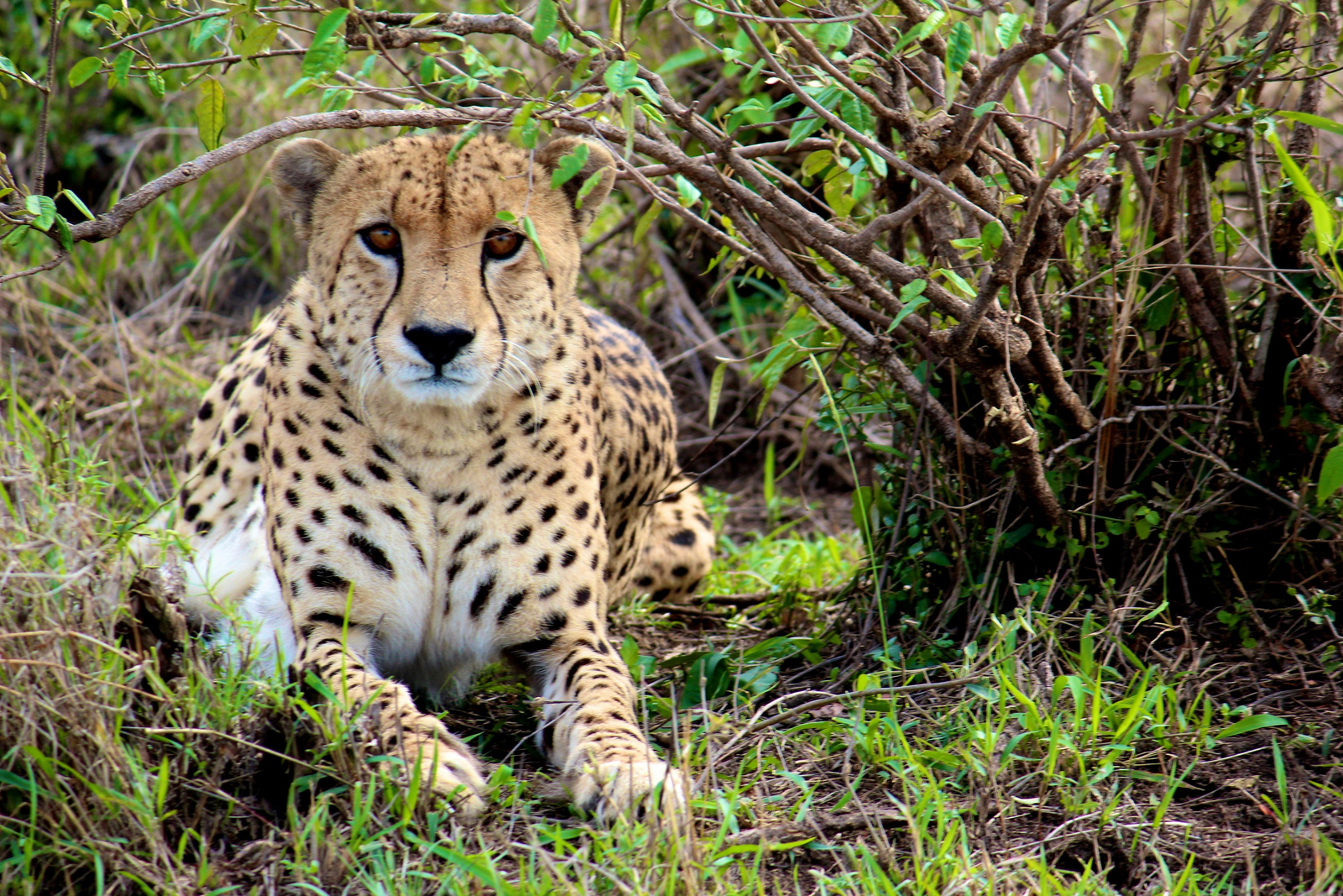 Saruni Mara Camp Saruni Mara Camp: Gepard