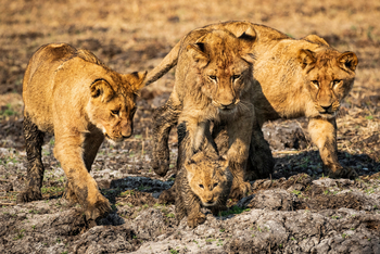 Shumba Camp Shumba Camp: Junge Löwen