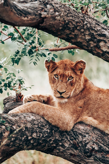 Simbambili Game Lodge: Löwe