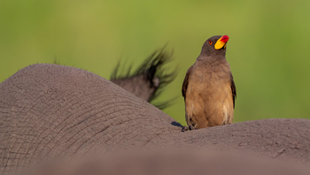 Vumbura Plains Camp: Oxpecker
