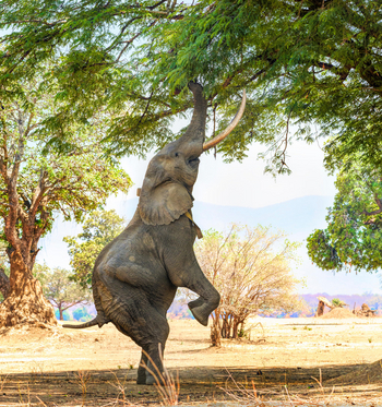 Vundu Camp Vundu Camp: Elefant auf zwei Beinen