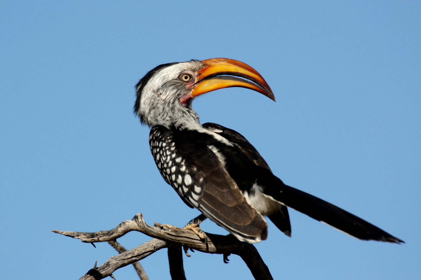 Waterberg Plateau Lodge Waterberg Plateau Lodge: Yellow-billed Hornbill