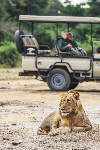 Anabezi Luxury Tented Camp: Löwe