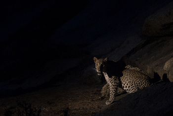 Bera Safari Lodge: Leopard bei Nacht