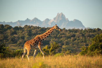 Borana Lodge Borana Lodge: Giraffe seitlich