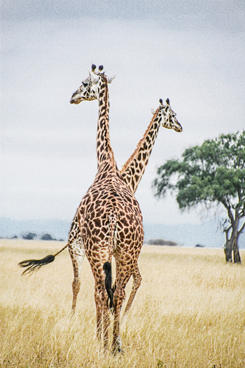 Chem Chem Lodge: Optische Täuschung
