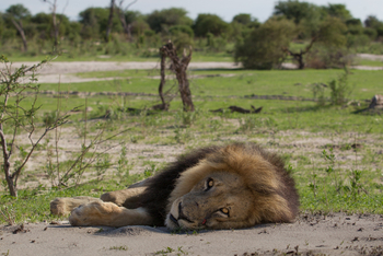 Chitabe Lediba: Liegender Löwe