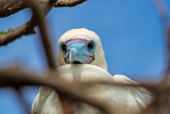 Cosmoledo Eco Camp: Blauschnabeltölper