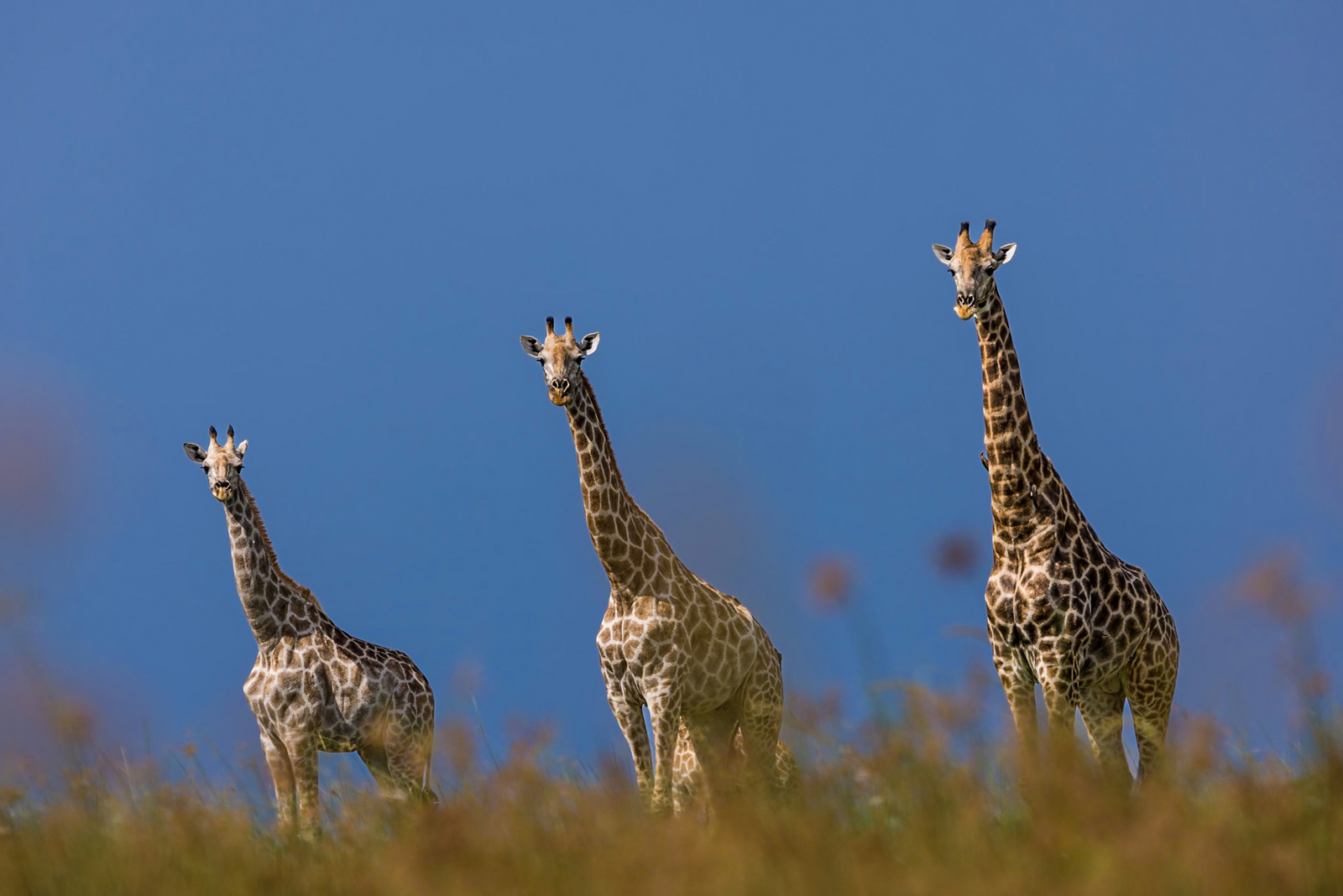 Daunara Safari Camp Daunara Safari Camp: Giraffentrio