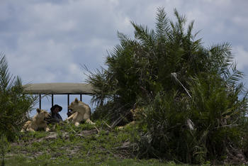Duba Plains Camp: Löwen auf einem alten Termitenhügel