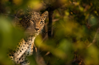 Forsyth Lodge Forsyth Lodge: Getarnter Leopard