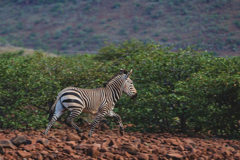 Grootberg Lodge Grootberg Lodge: Bergzebra