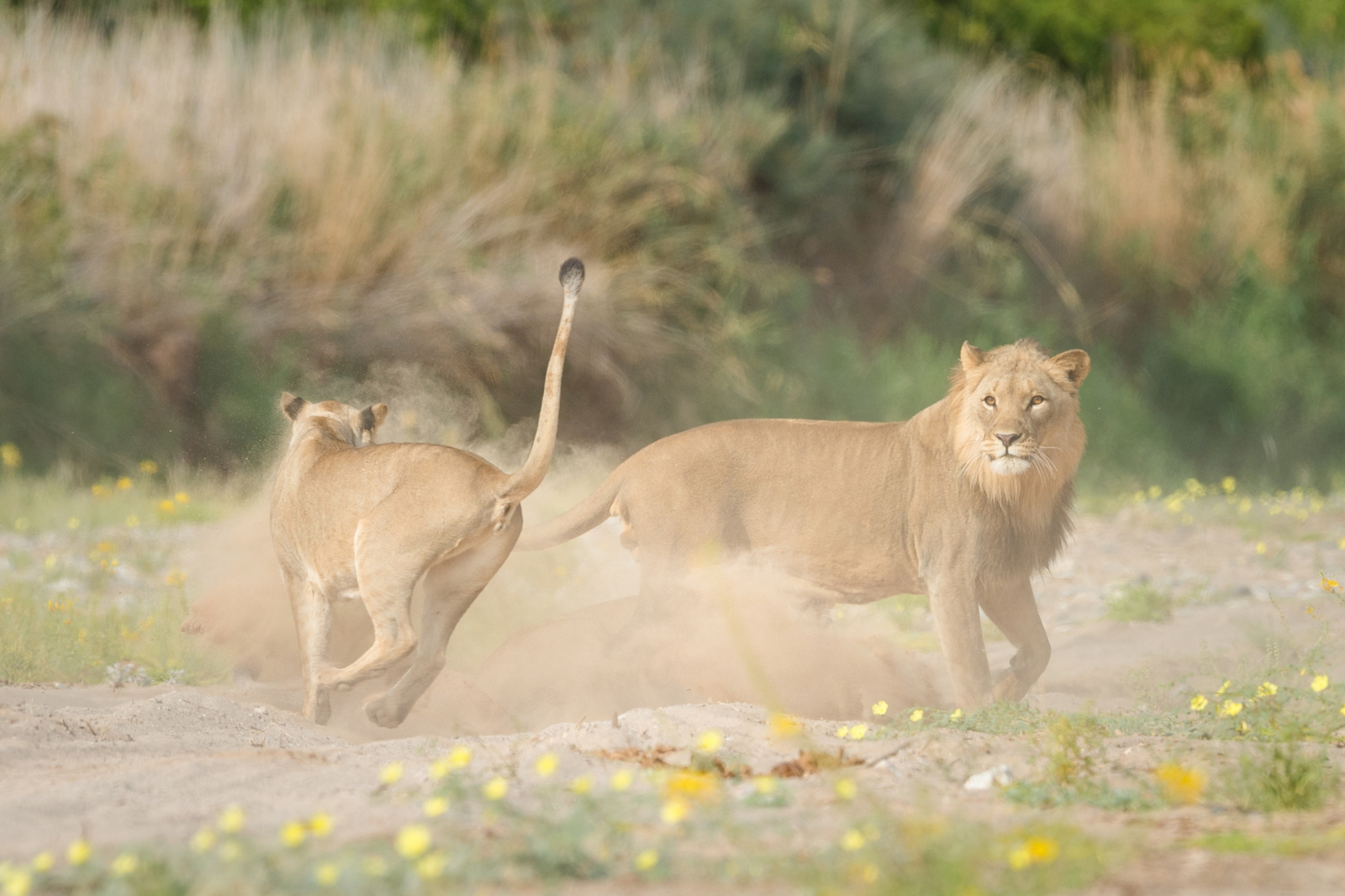 Hoanib Valley Camp Hoanib Valley Camp: Junge Wüstenlöwen
